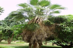 Washingtonia filifera